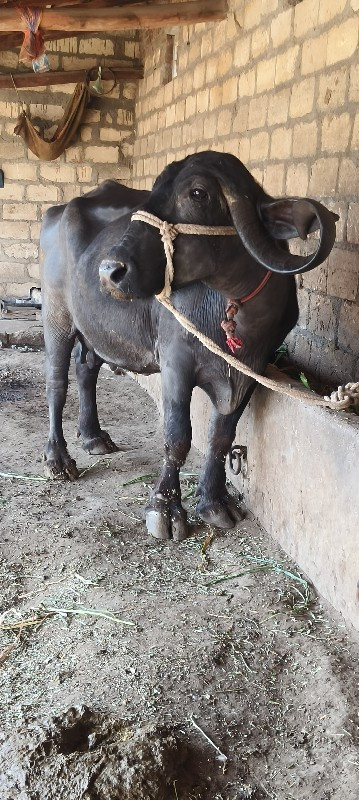 ભેંશ વેશ વાની છ...