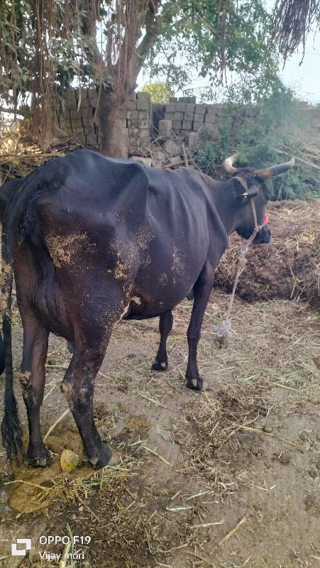 જર્સી