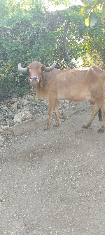 ગાય વેચવાની છે