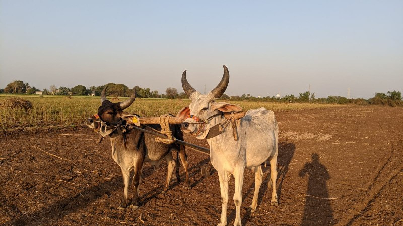 ગોઢલા વેચવાના છ...