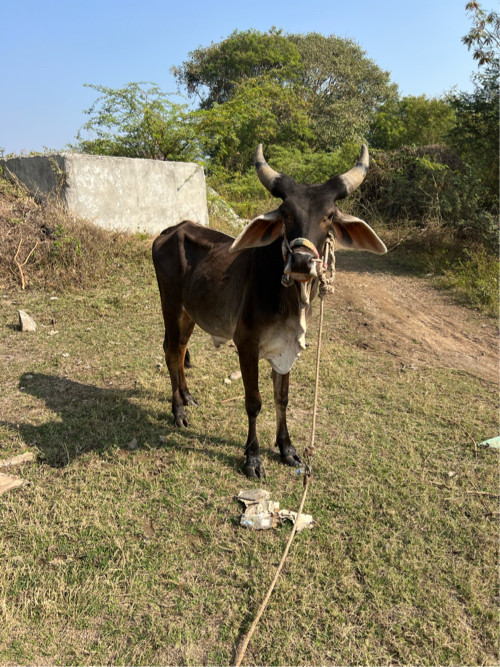 વેચવા ના છે