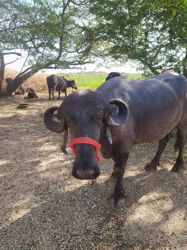 ભેંશ વેચવા ની છ...