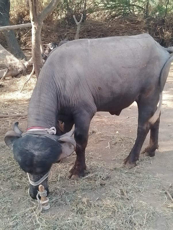 માલિક નો નંબર99...