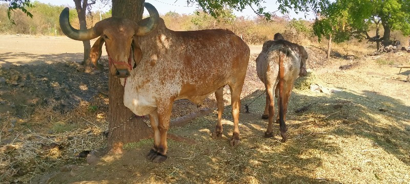 બળદ વેચવાના છે