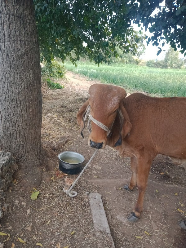 ગિર વાશરિદે વાન...