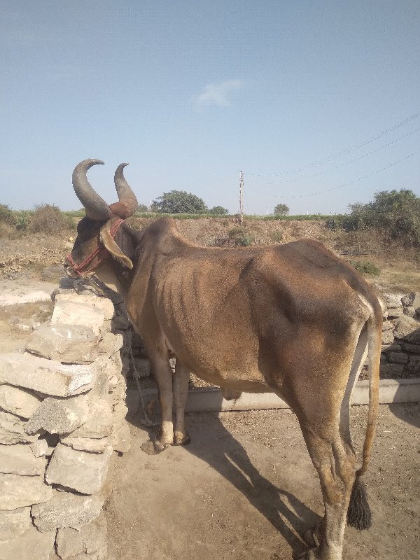 આ બળધ વેસવા ના...