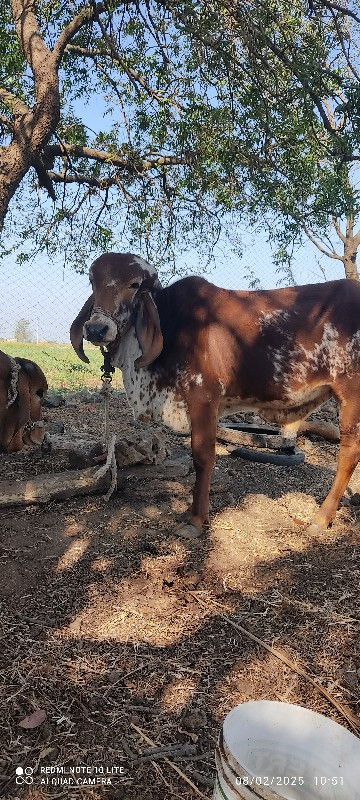 ધણ ખુટ