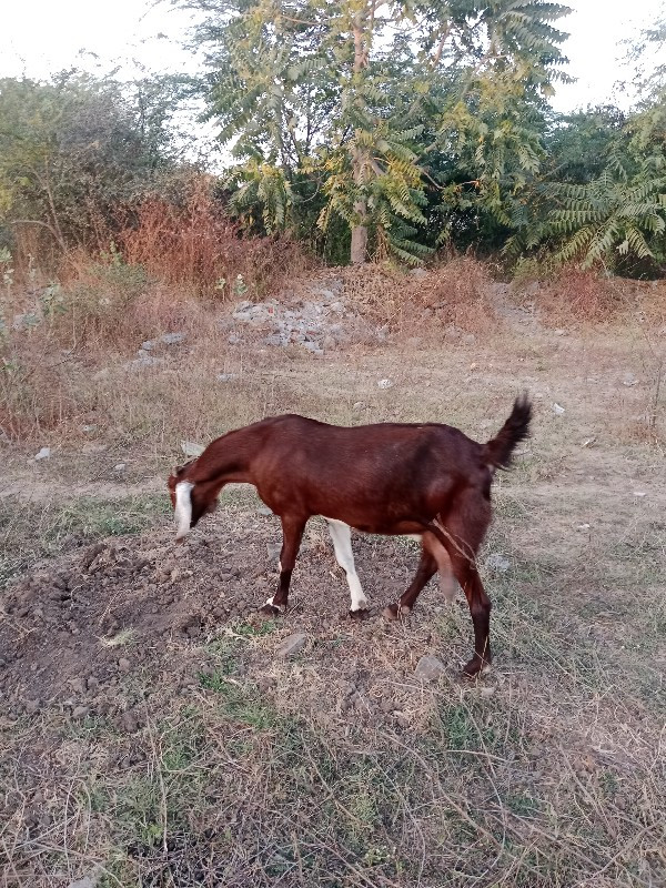 Rajsthani Bakri