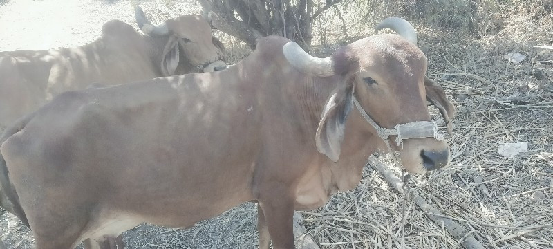 ગીર ગાય વેચવાની...