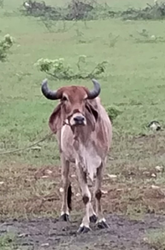 ગાય વેચવાની છે