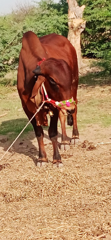 દેવીપુજક લે વેચ