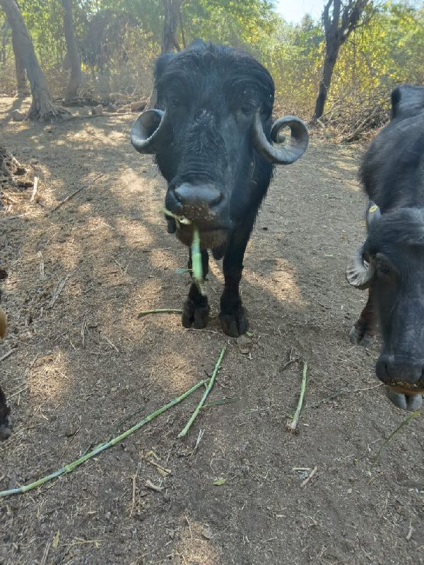 ભેસ વેશવાનીછે ધ...