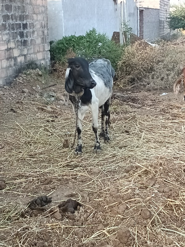 ઞાય