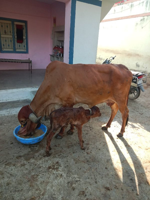 ગાય વેચવાની છે