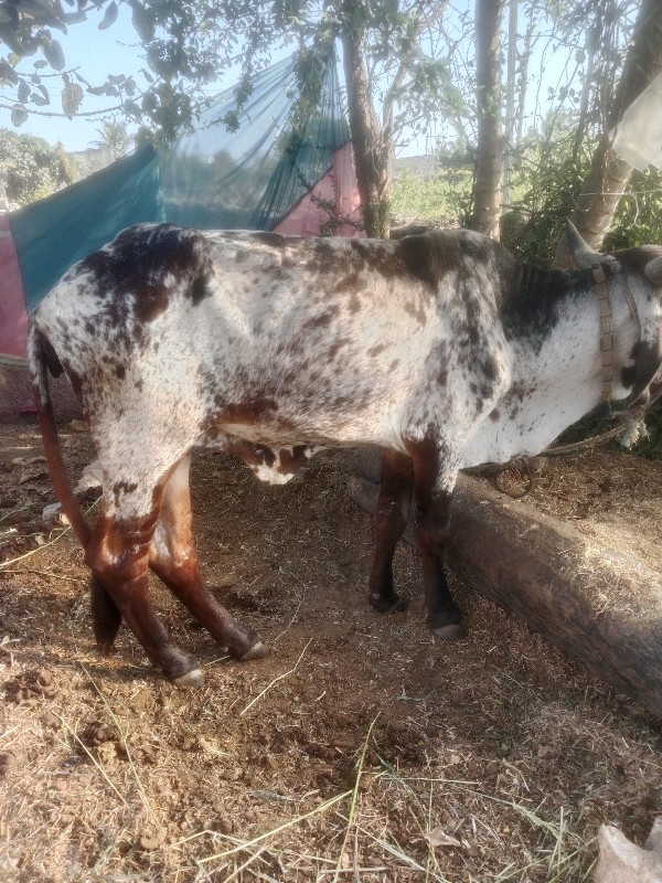 ગાય