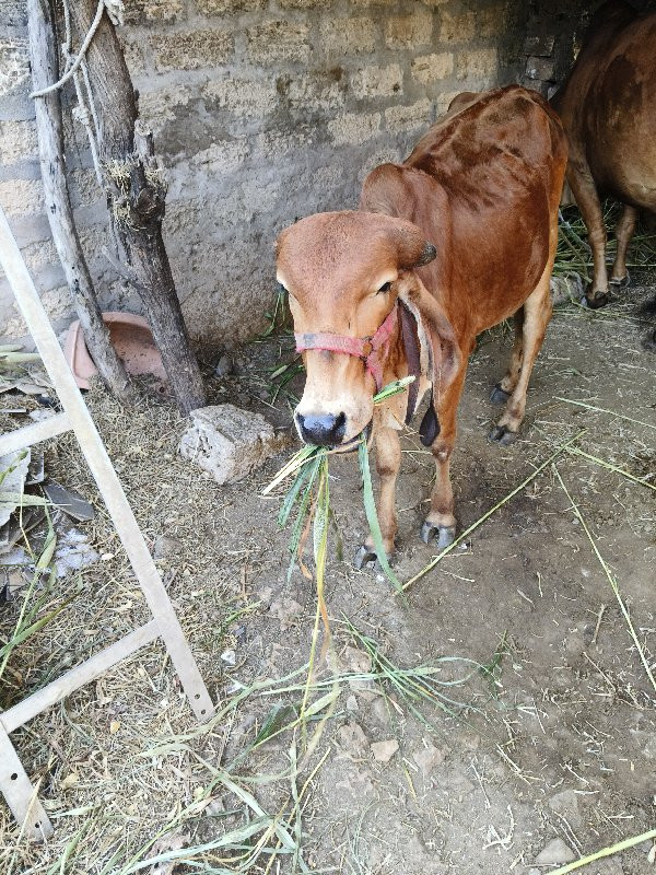 વાછડી આપવાની છે