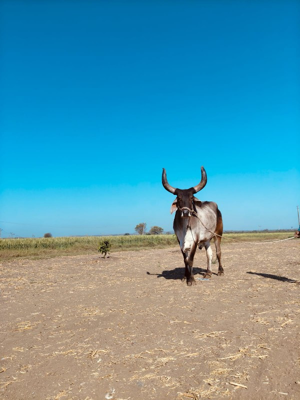 બળદ વેંચવાનો છે