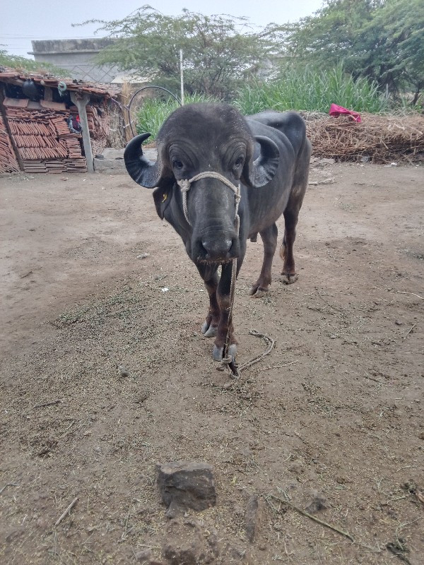 પડો વેસ્વા નો સ...