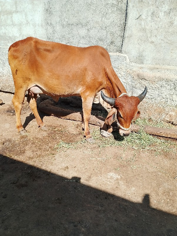 ગામ બગસરા ઘેડ