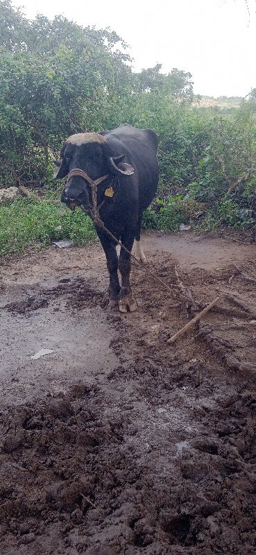 બેભેસુવેસવાનીસે