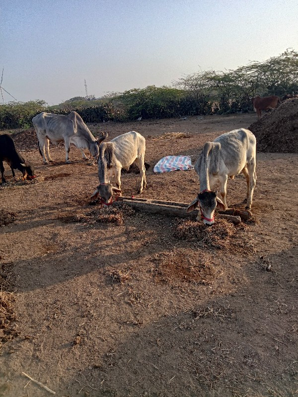 ગોદલા વેચવાના છ...