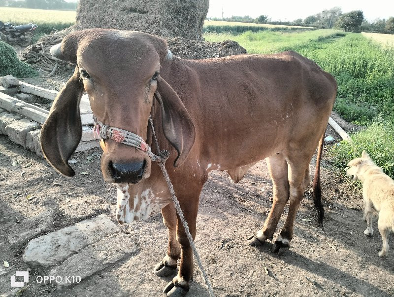 વાસડિ વેચવાની છ...