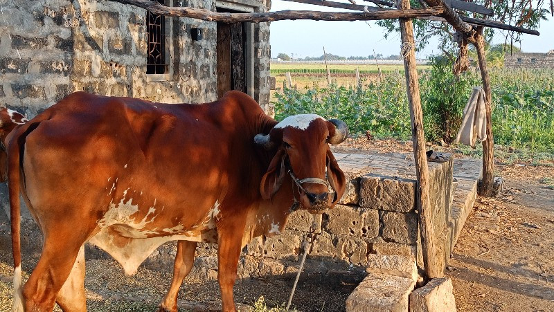 જવાબદારીથી આપવા...