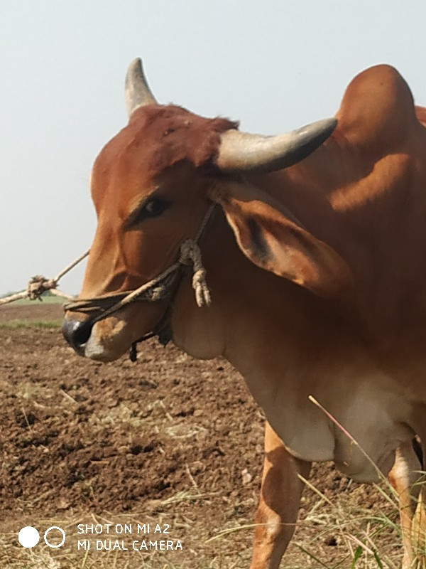 ગોઢલો વેચવાનો છ...