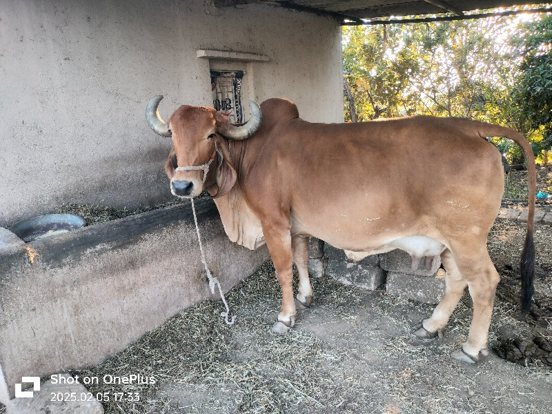 ગાય વેચવાની છે