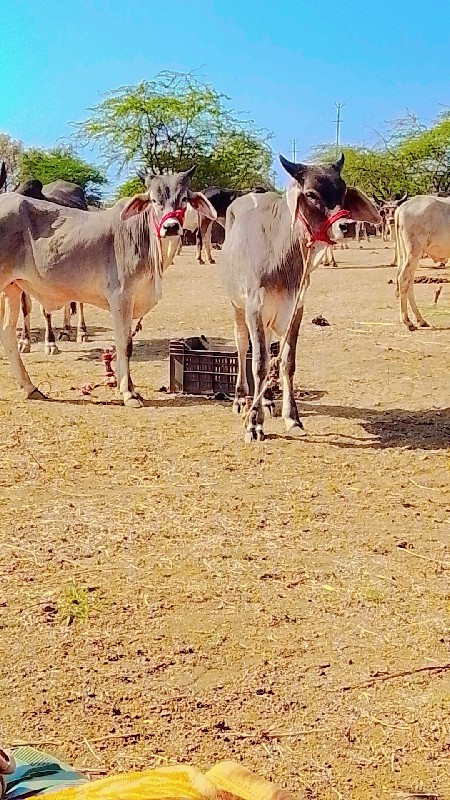 આ ગોદલે વેચવાના...