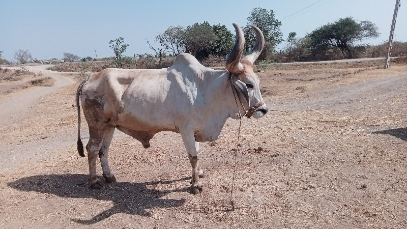 ભરત વેચવાનો છે...