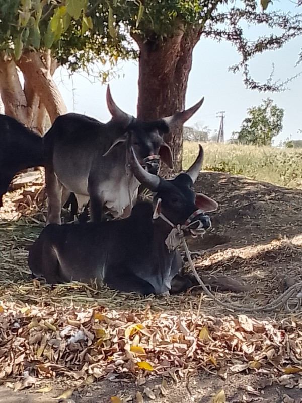 ગોઢલાબબેદાતેછે