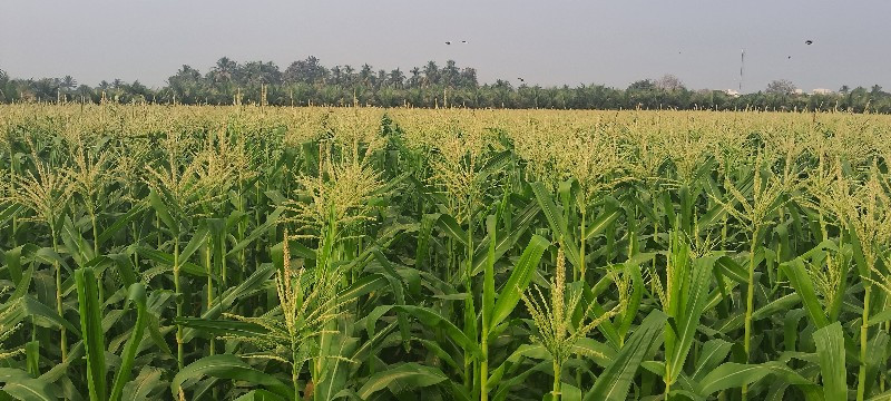 અમેરિકન  મકાઇ...