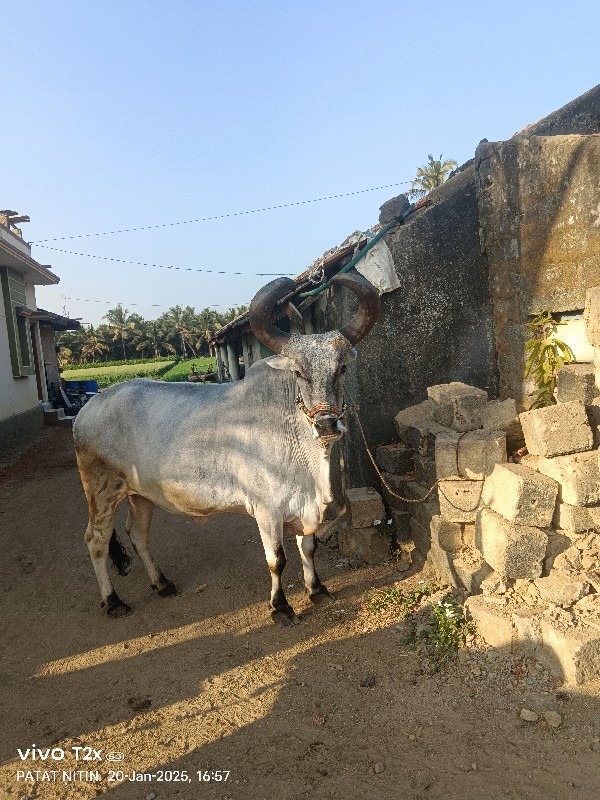 બળદ વેંચવાનો છે