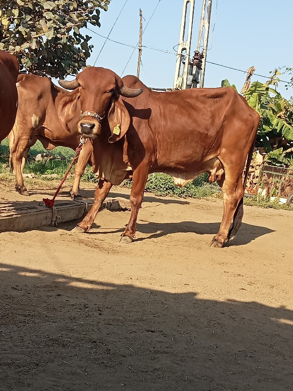 4 ગીર ગાય વેચવા...