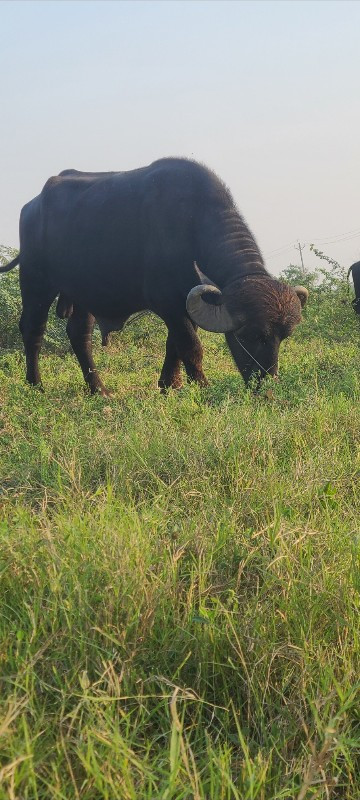 પાડો વેચવાનો છે