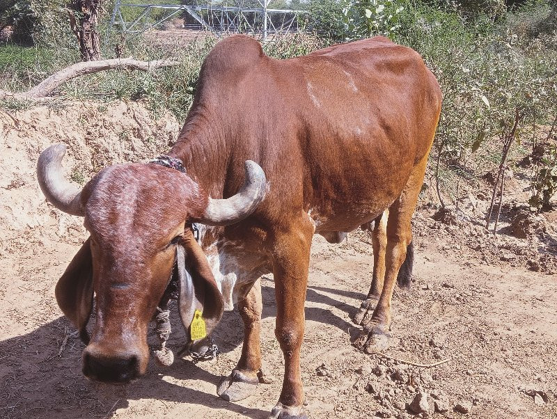 ઓરીજનલ ગીર ગાય