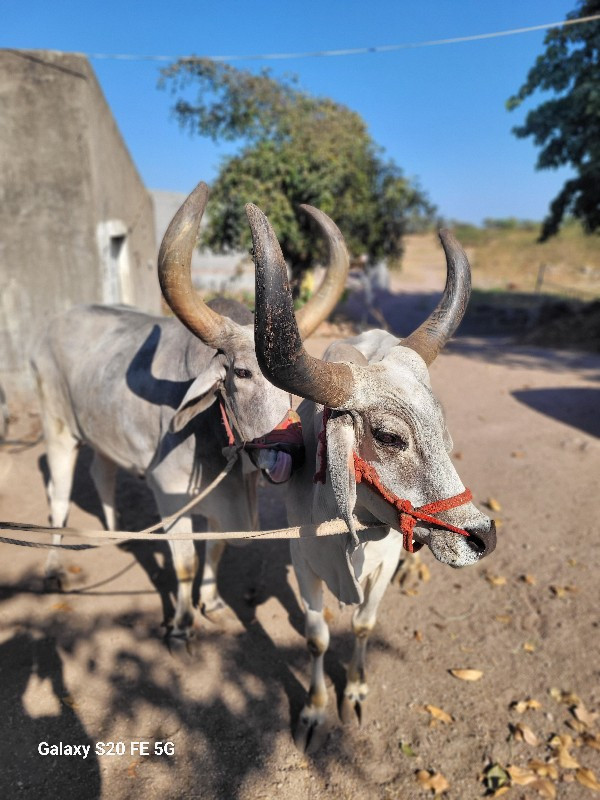 બળદ વેચવાના છે