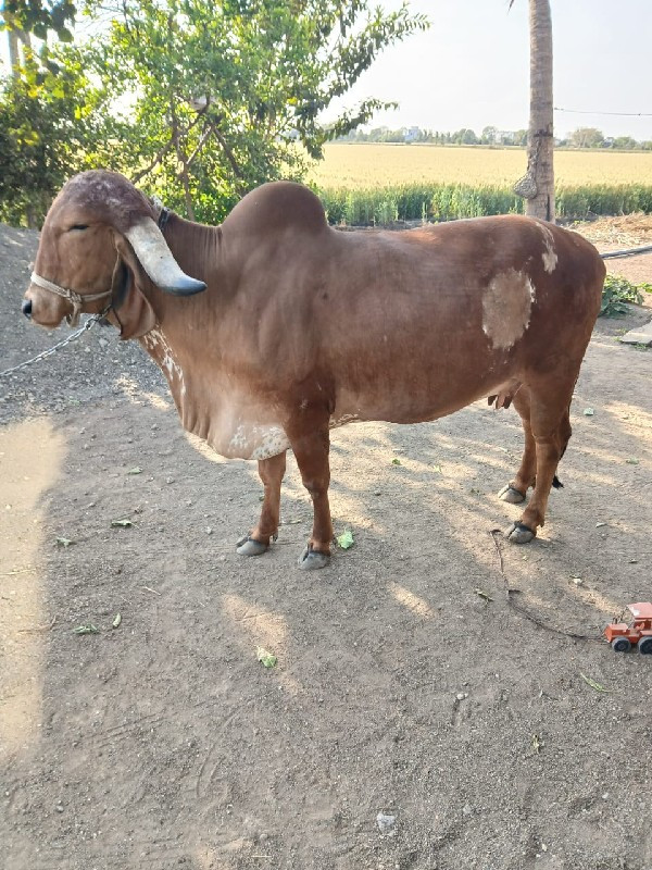 ગીર ગાય વેચવાની...