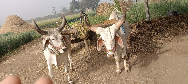 બળદ વેચવાના છે