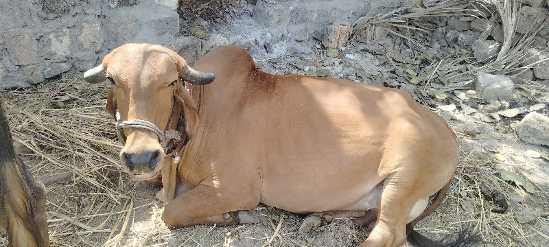 ગીર ગાય વેચવાની...