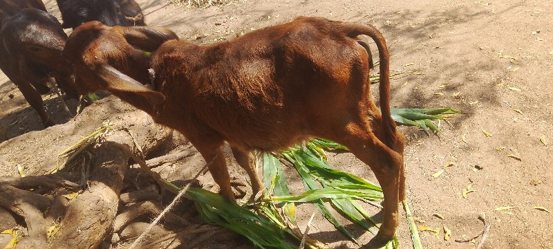 ગાય વેચવાની છે