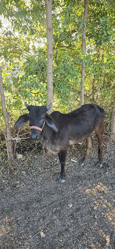 kakrej vashdi