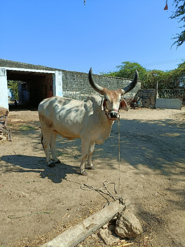 વઢિયારા બળદ