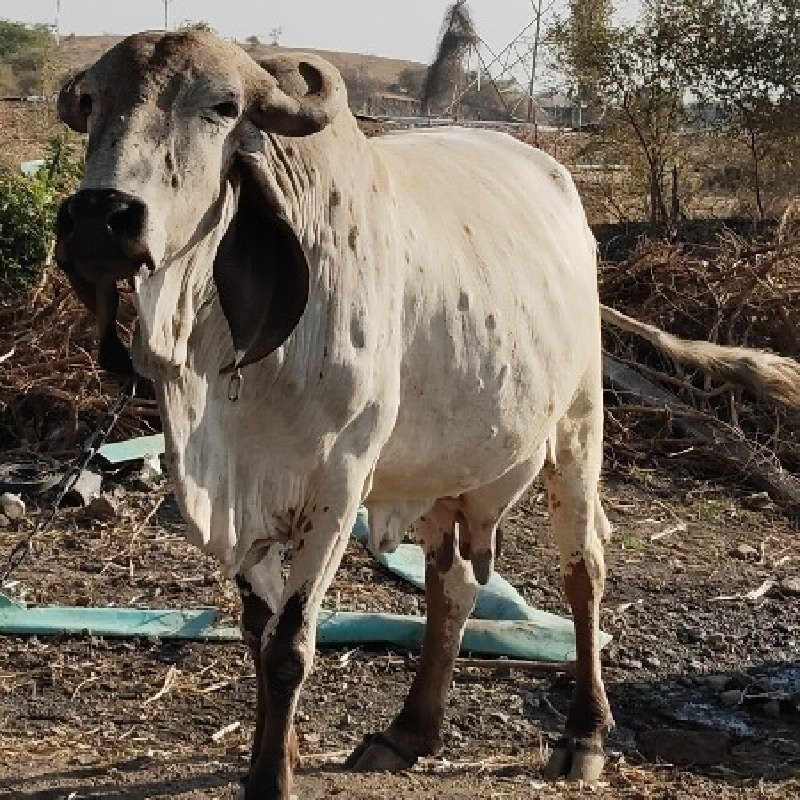 મહાવીર ભાઈ ખવડ