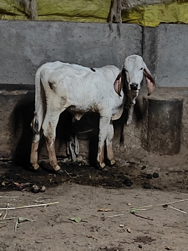 ખુટ