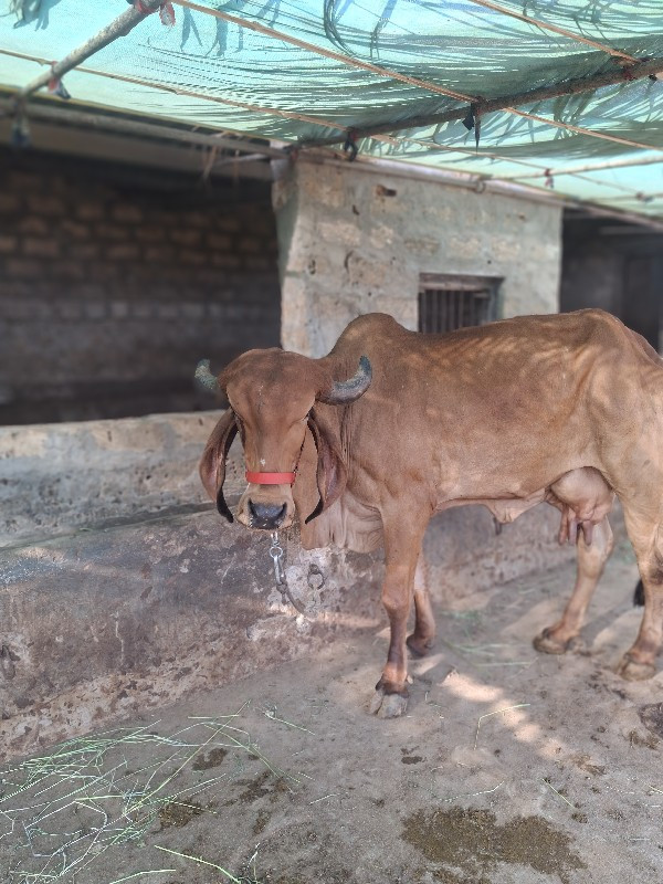 ગીર ગાય વેસવાની...