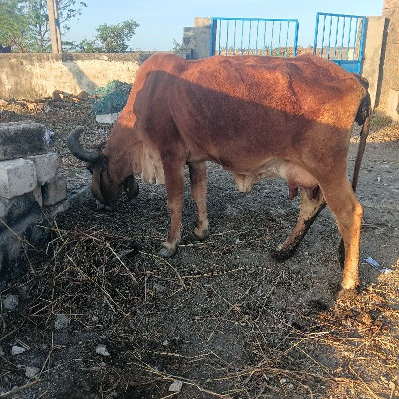 ગાય