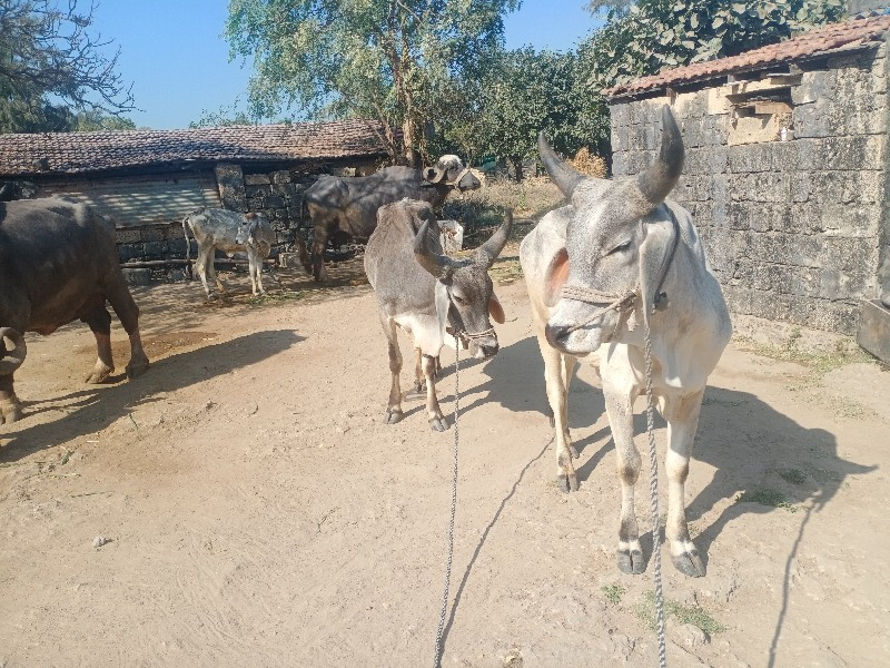 ગોઢલા,વેચવાના છ...