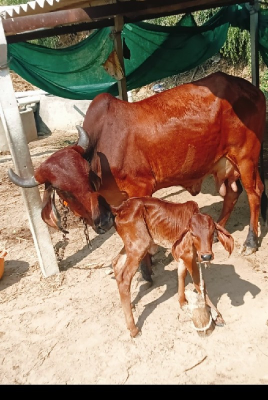 ગાય